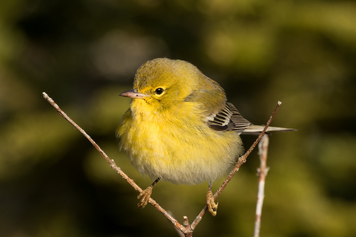 lesňáček borovicový - ML646482065