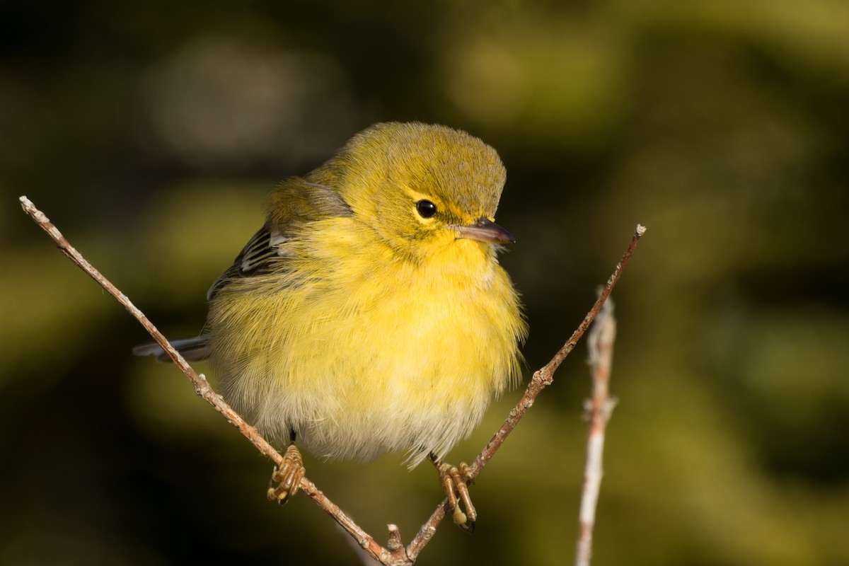 lesňáček borovicový - ML646482066