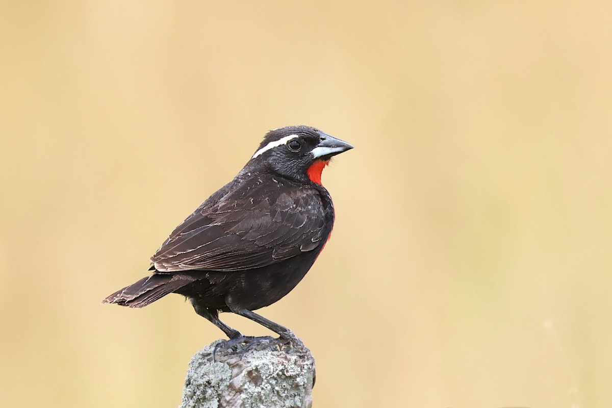 White-browed Meadowlark - ML646482068