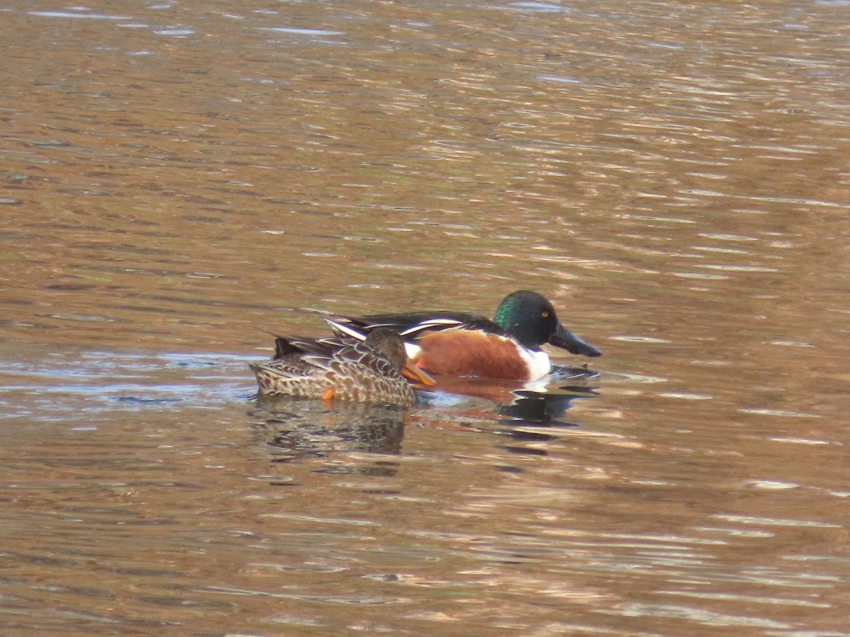 ハシビロガモ - ML646482069