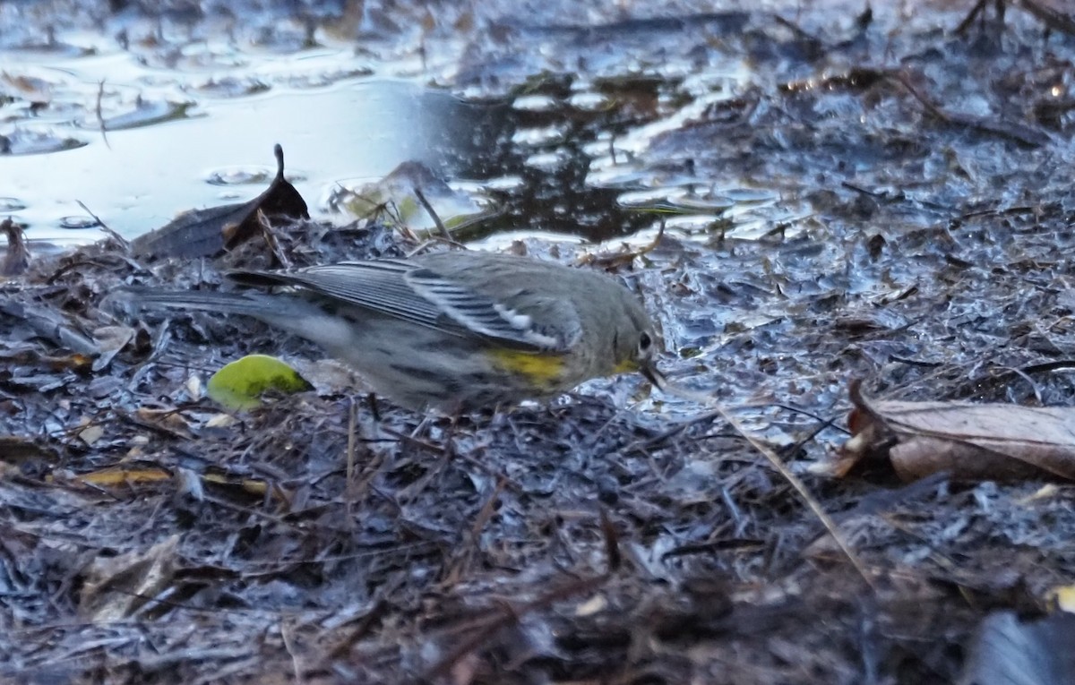 Yellow-rumped Warbler - ML646482070