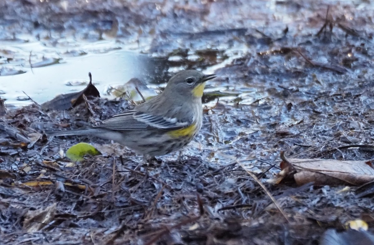 Yellow-rumped Warbler - ML646482071