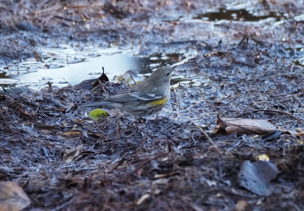 Yellow-rumped Warbler - ML646482072