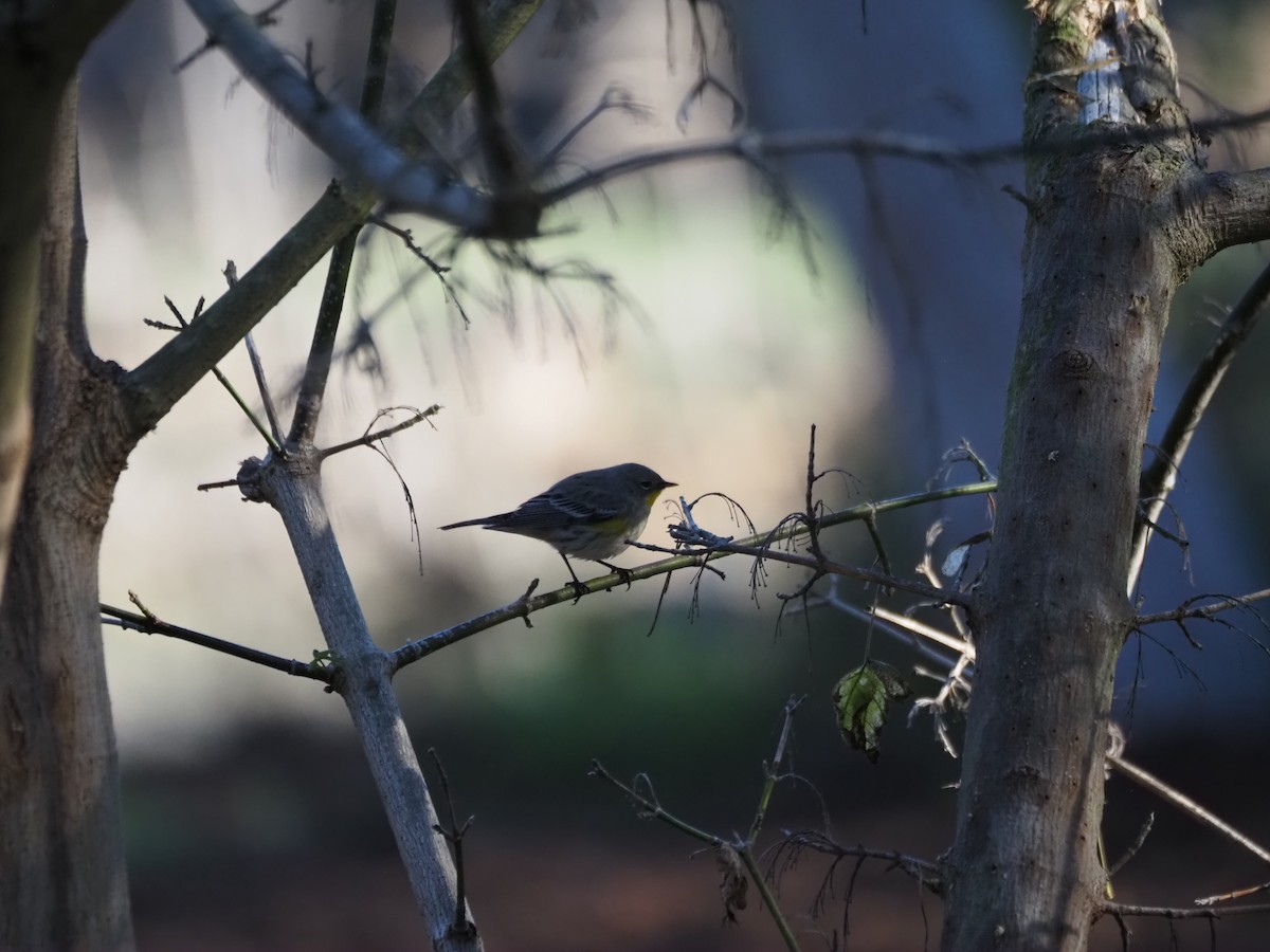 Yellow-rumped Warbler - ML646482073