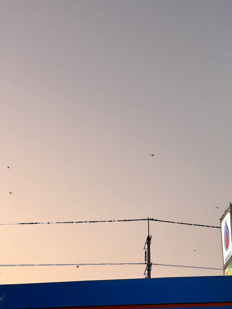 Ashy Woodswallow - ML646482074