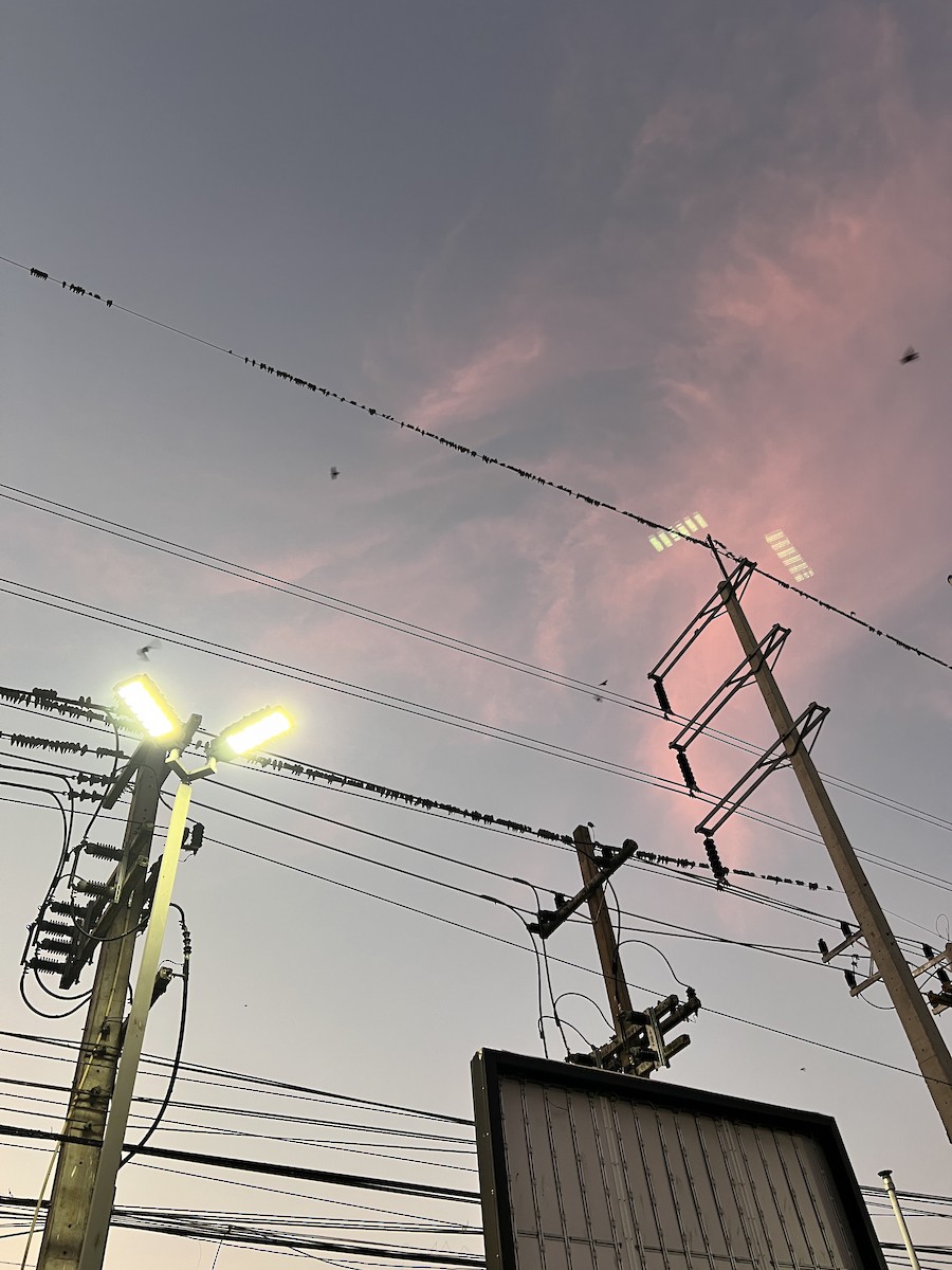 Ashy Woodswallow - ML646482075