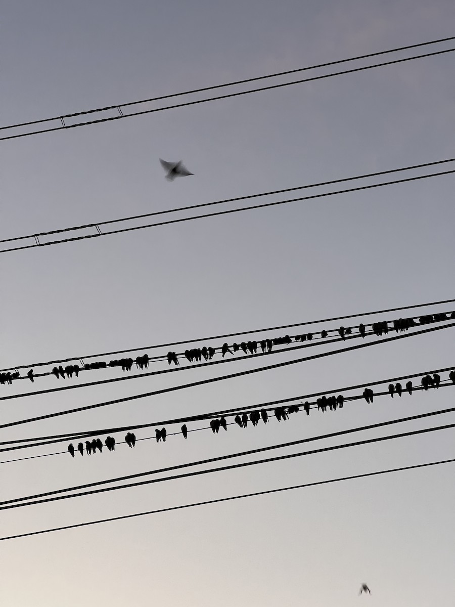 Ashy Woodswallow - ML646482076