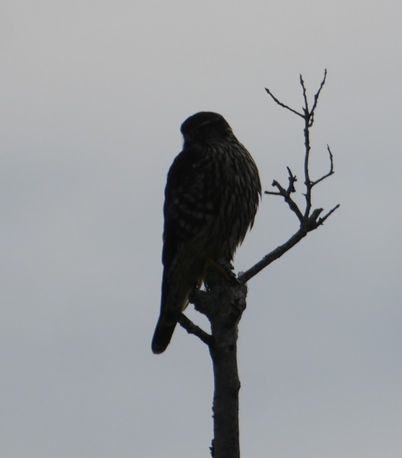 בז גמדי - ML646482095