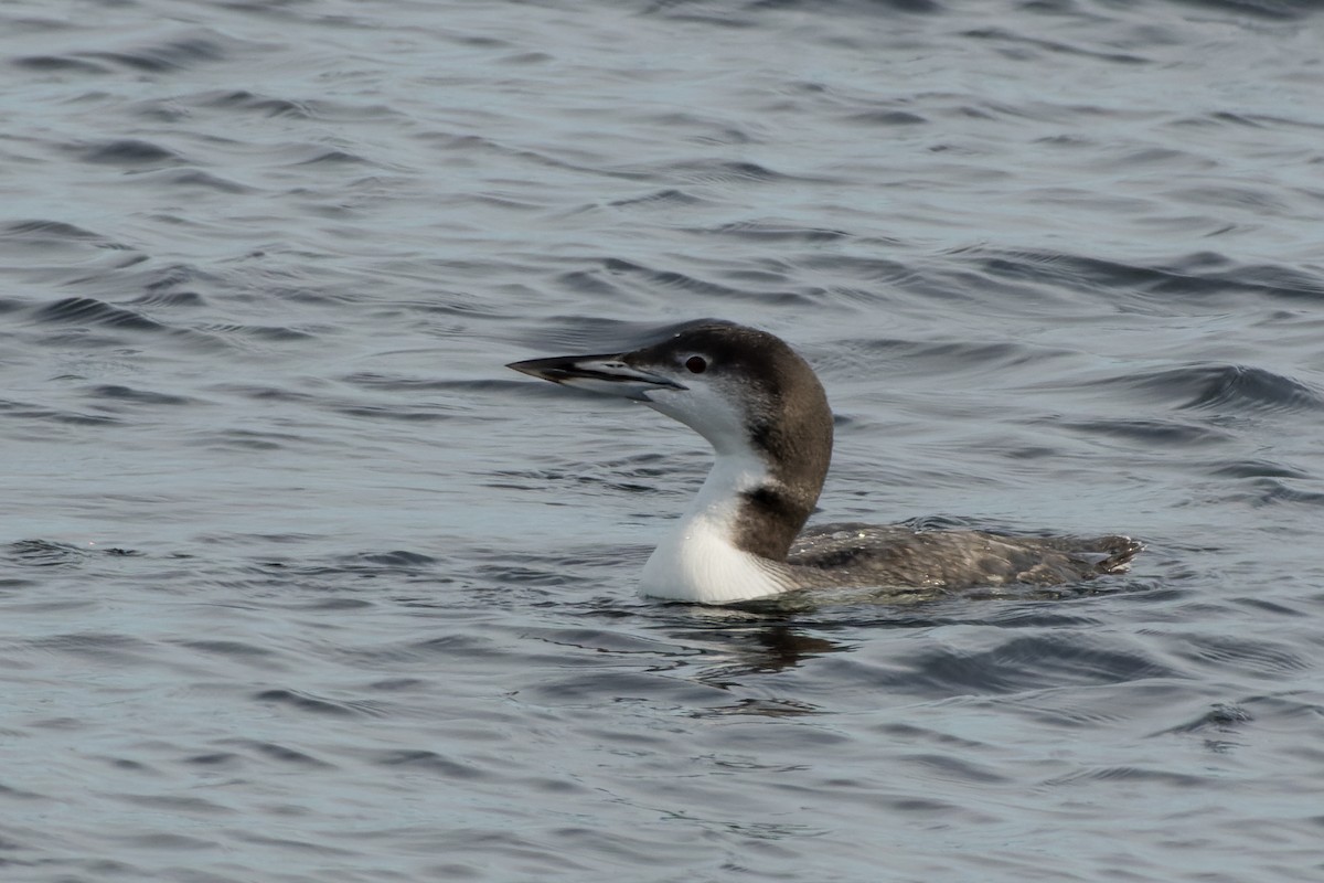 potáplice lední - ML646482102