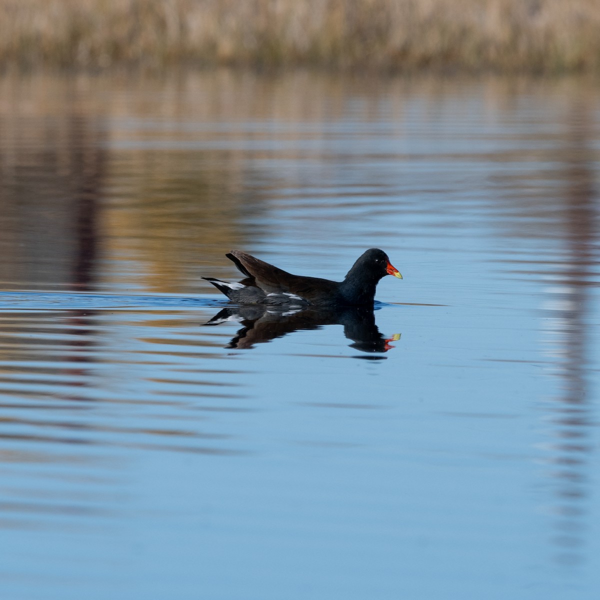 Common Gallinule - ML646482108