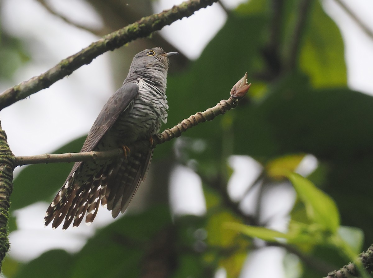 Gackelkuckuck - ML646482109