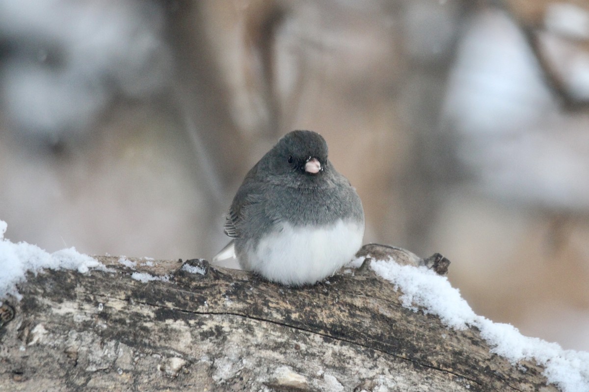 Dark-eyed Junco (Slate-colored) - ML646482111