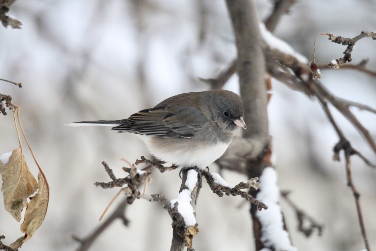Dark-eyed Junco (Slate-colored) - ML646482112