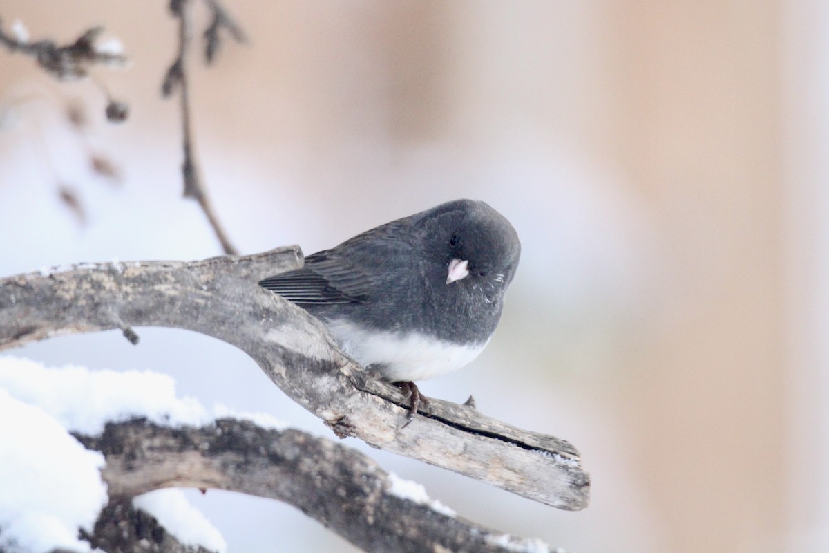 Dark-eyed Junco (Slate-colored) - ML646482113