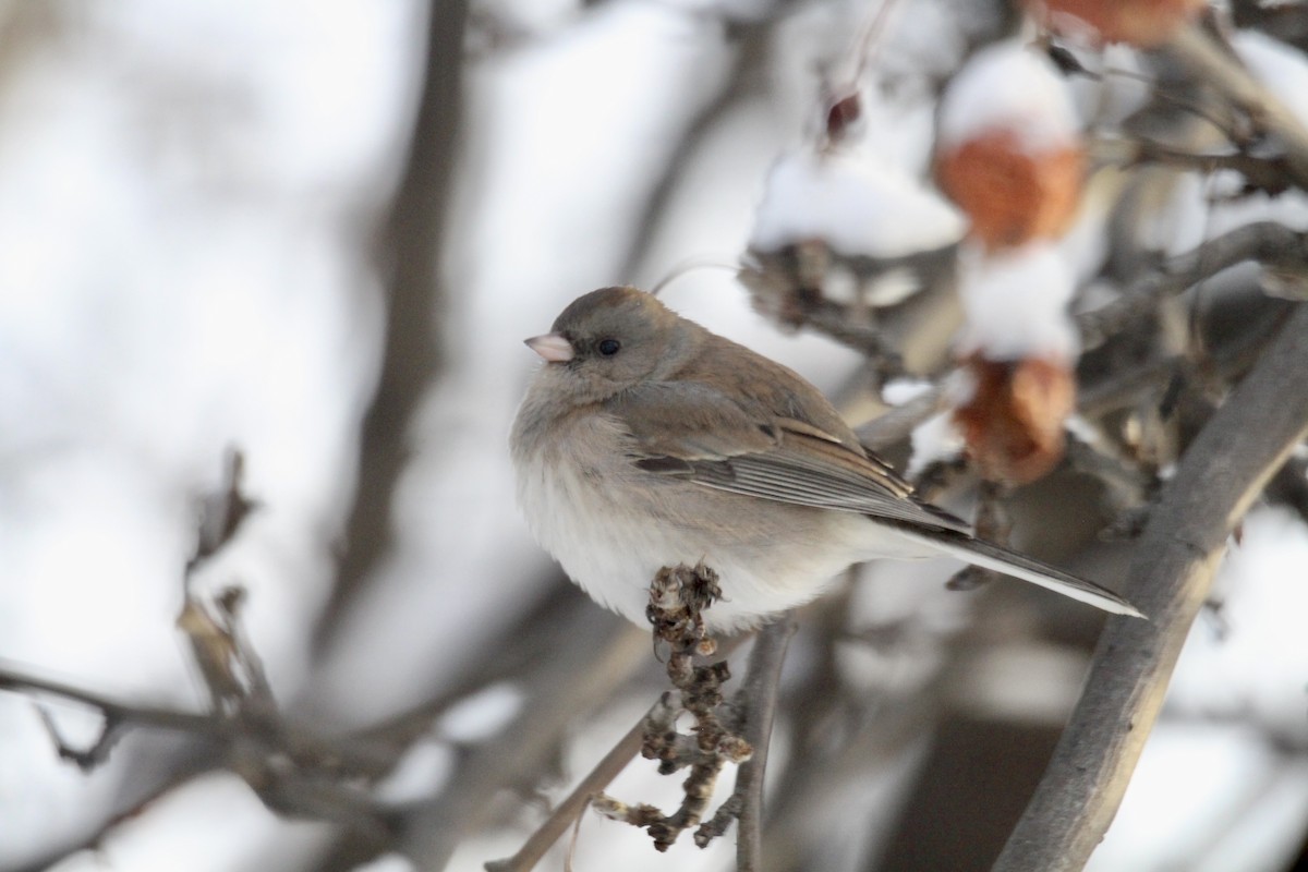 Dark-eyed Junco (Slate-colored) - ML646482114
