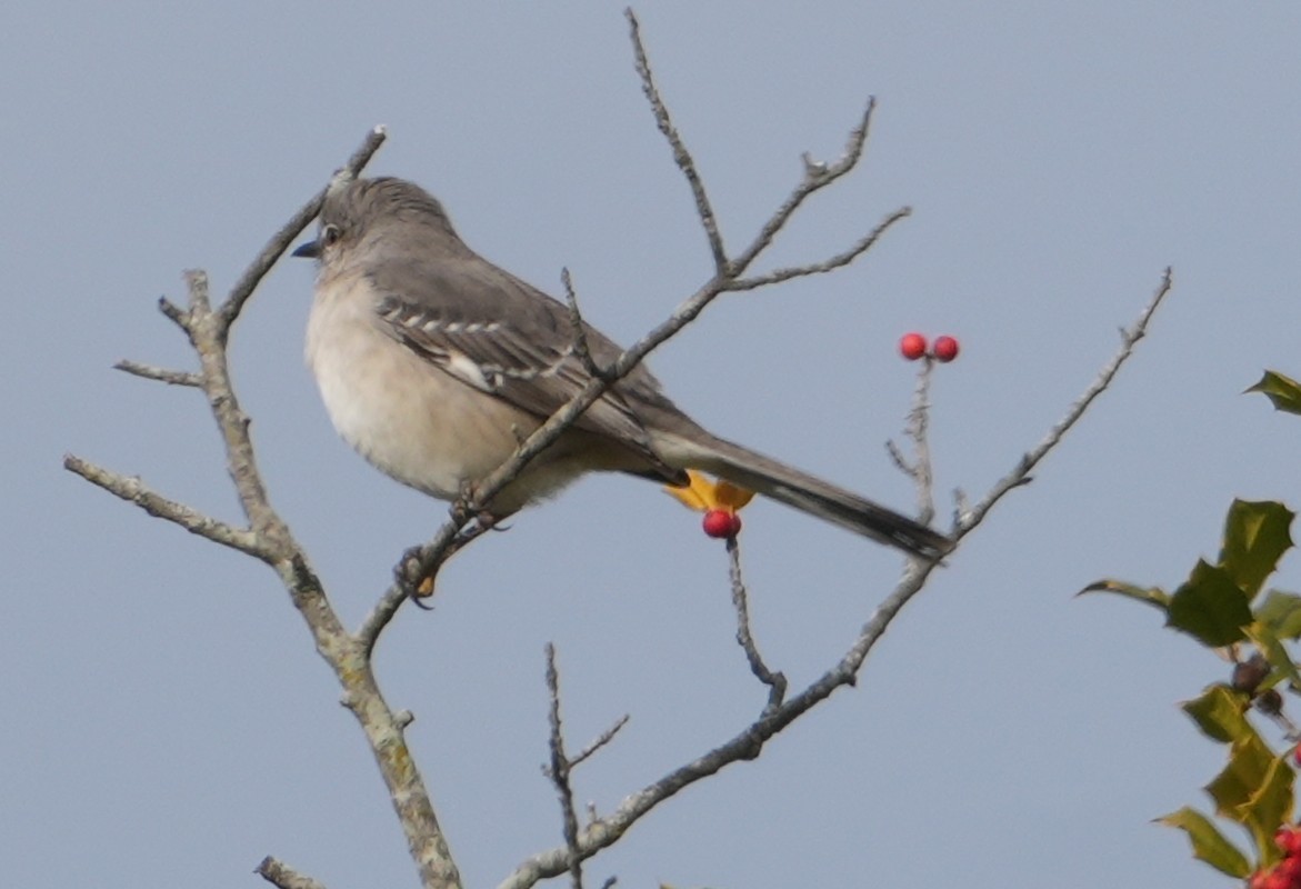 חקיינית צפונית - ML646482116