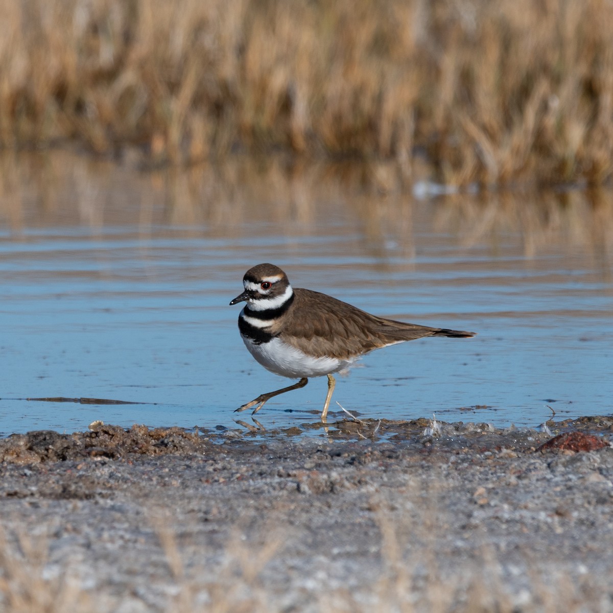 Killdeer - ML646482117