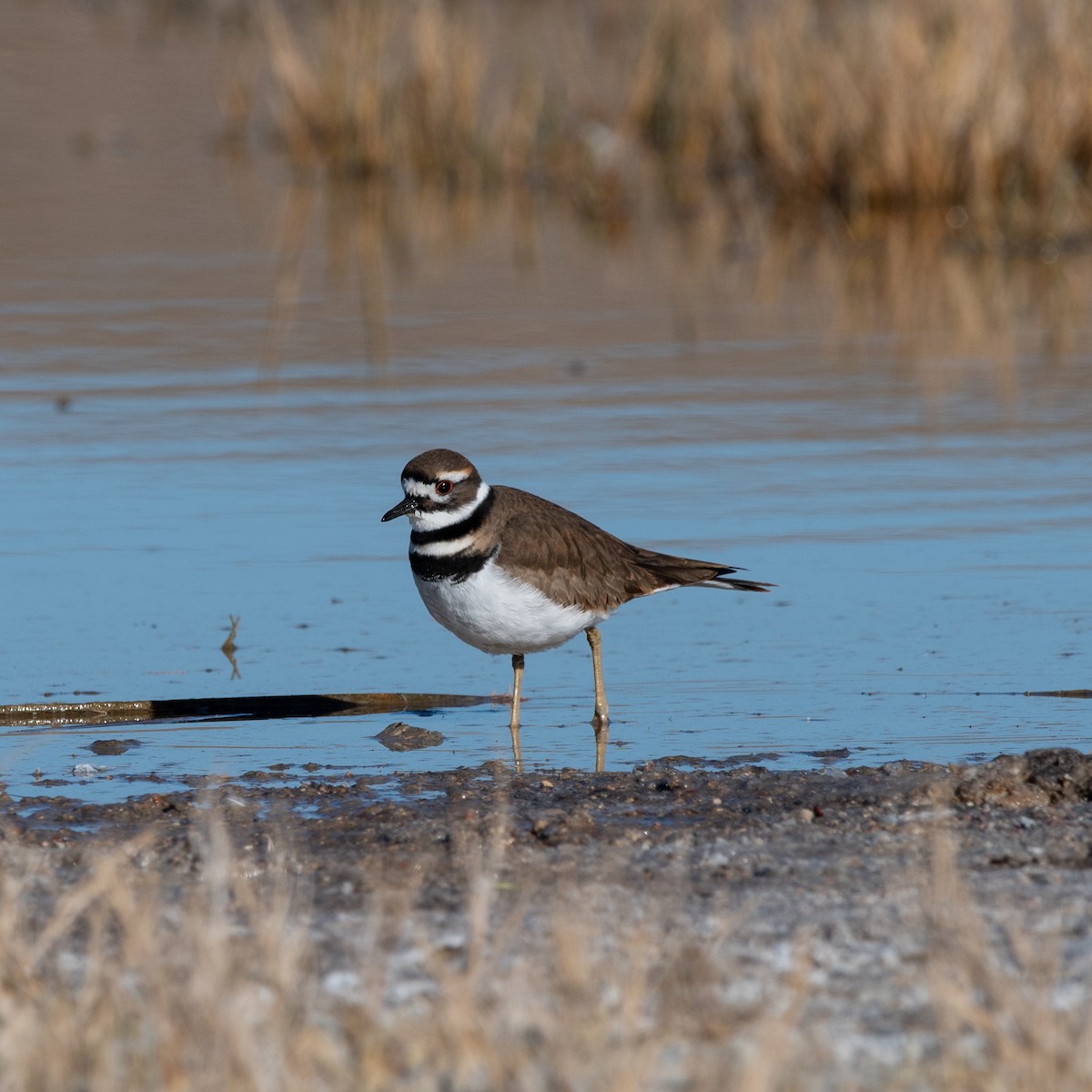 Killdeer - ML646482118