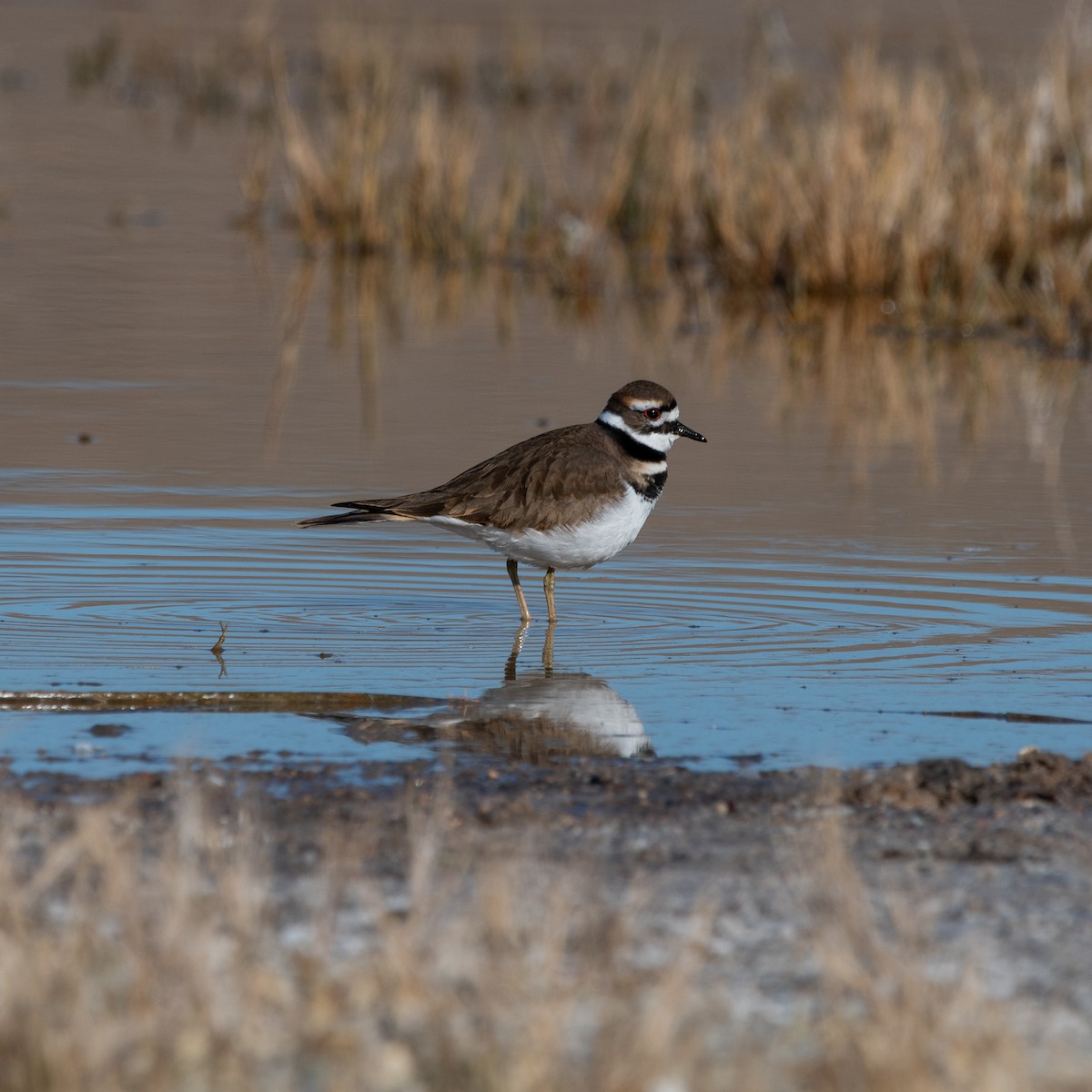 Chorlitejo Culirrojo - ML646482119