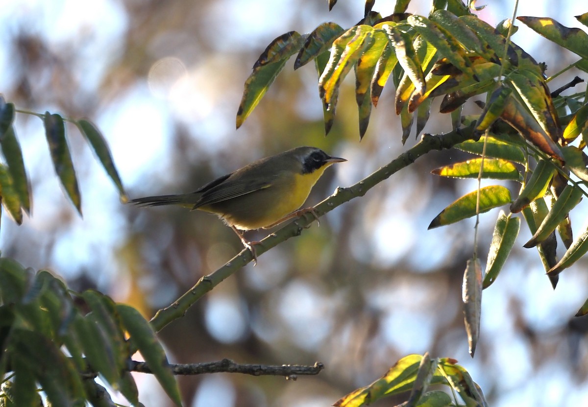 Common Yellowthroat - ML646482121