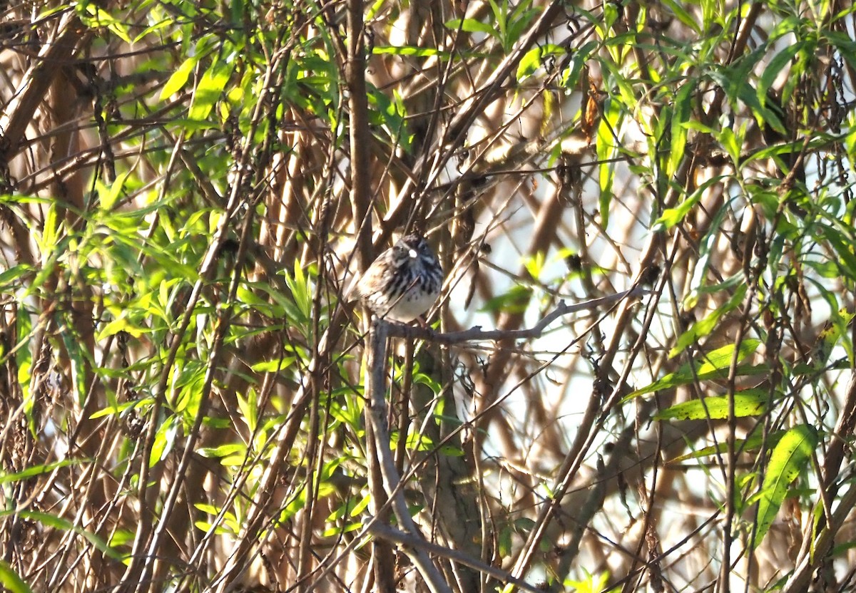 Song Sparrow - ML646482122