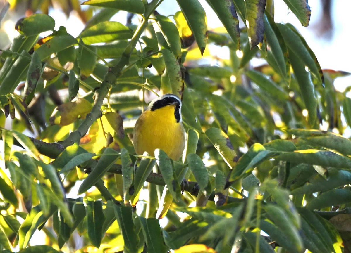 Common Yellowthroat - ML646482123