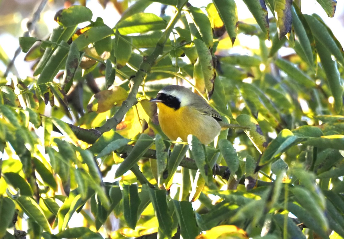 Common Yellowthroat - ML646482124