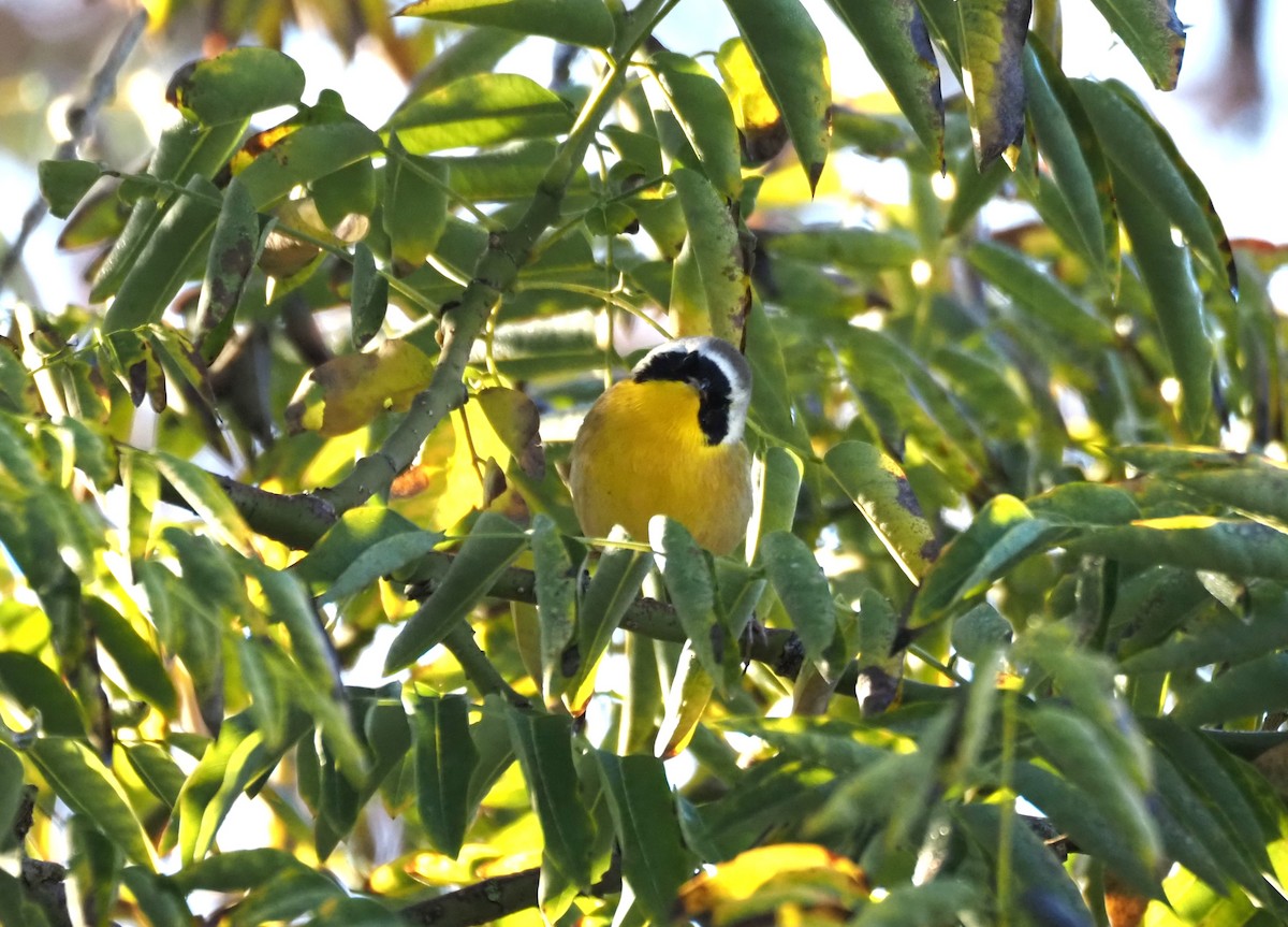 Common Yellowthroat - ML646482125