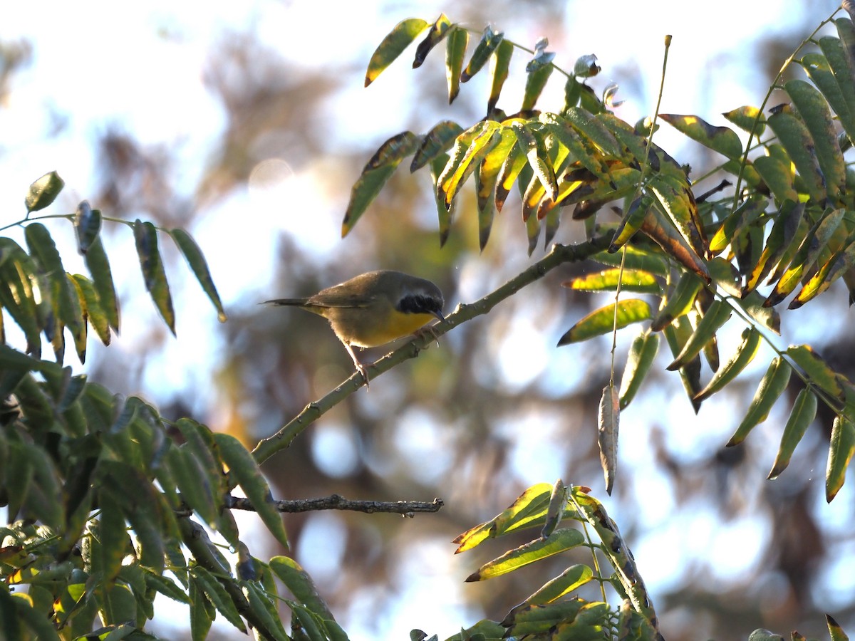 Common Yellowthroat - ML646482126