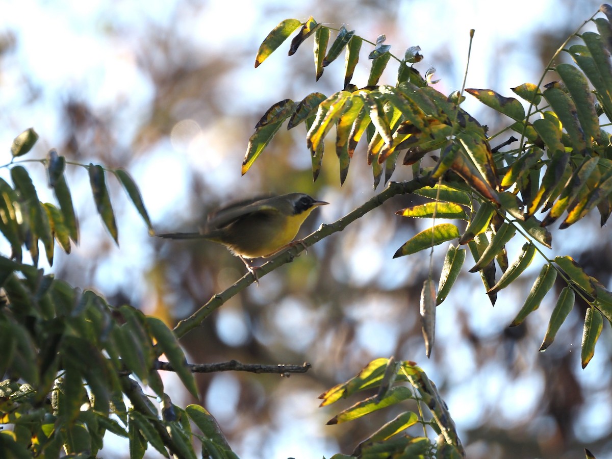 Common Yellowthroat - ML646482127