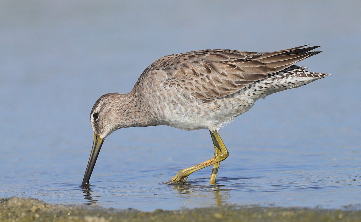 Short-billed Dowitcher - ML646482128
