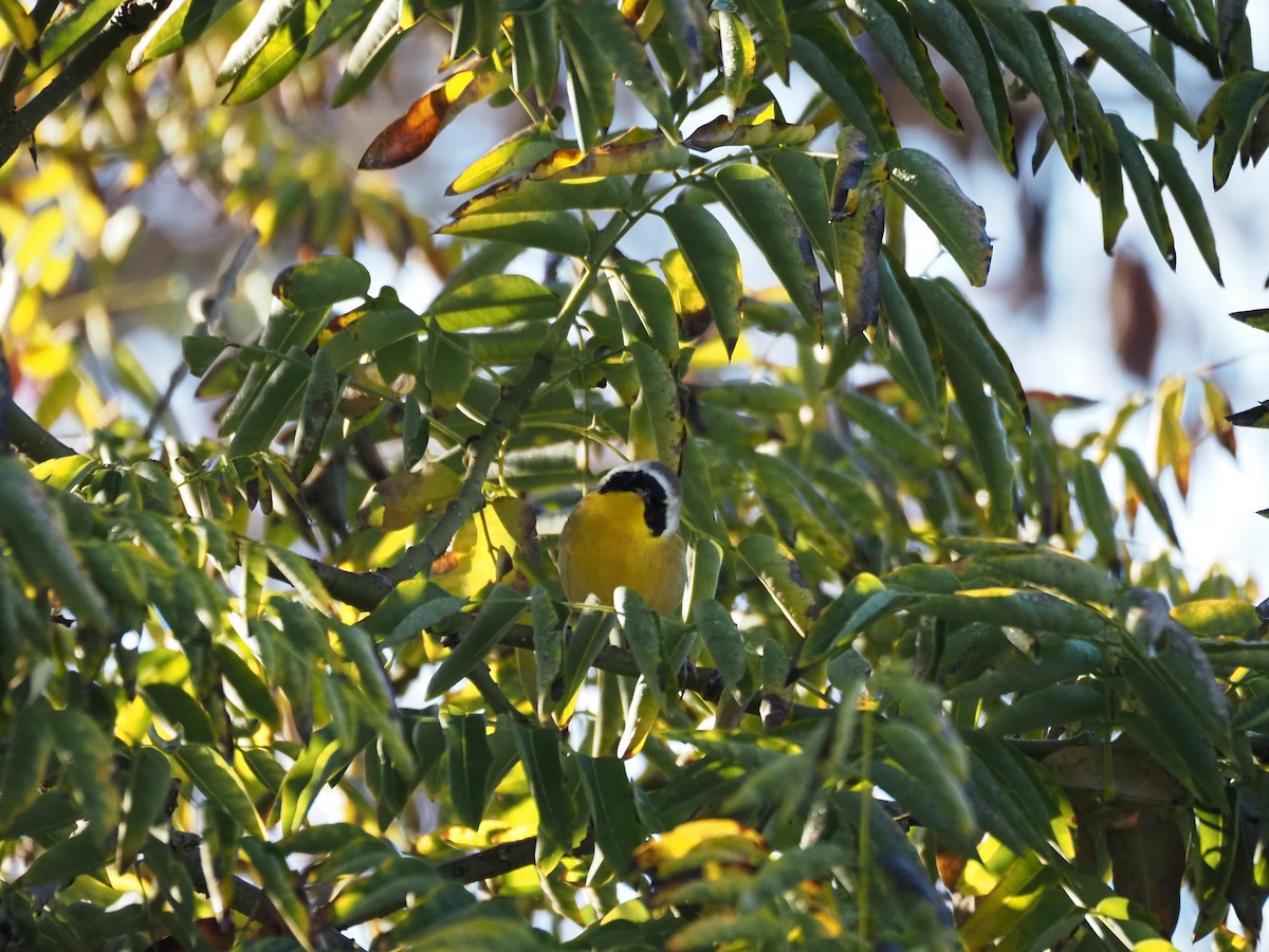 Common Yellowthroat - ML646482129