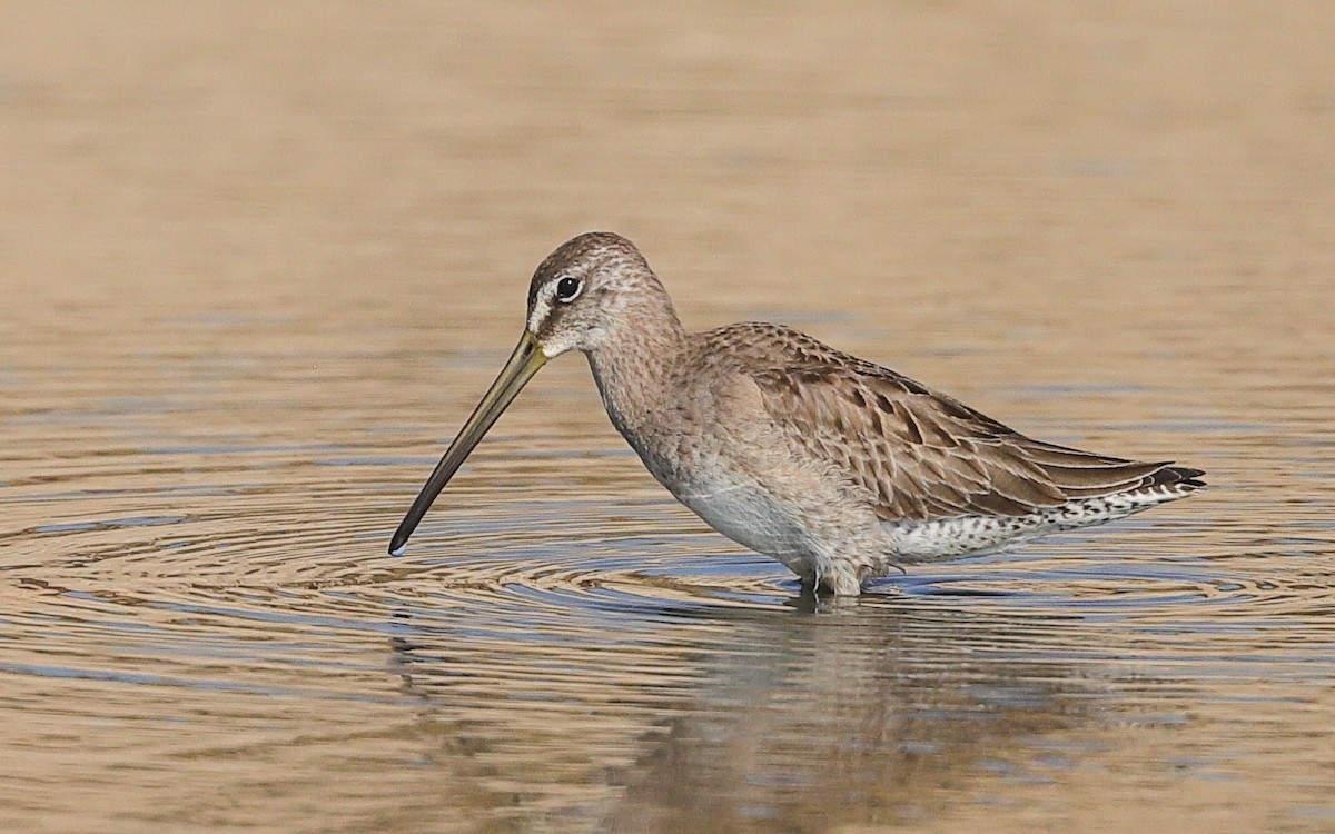 Short-billed Dowitcher - ML646482130