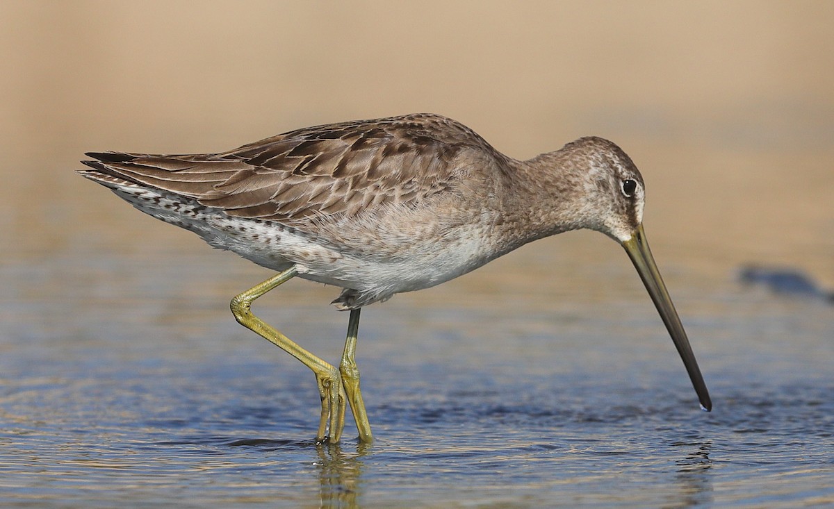 Short-billed Dowitcher - ML646482131