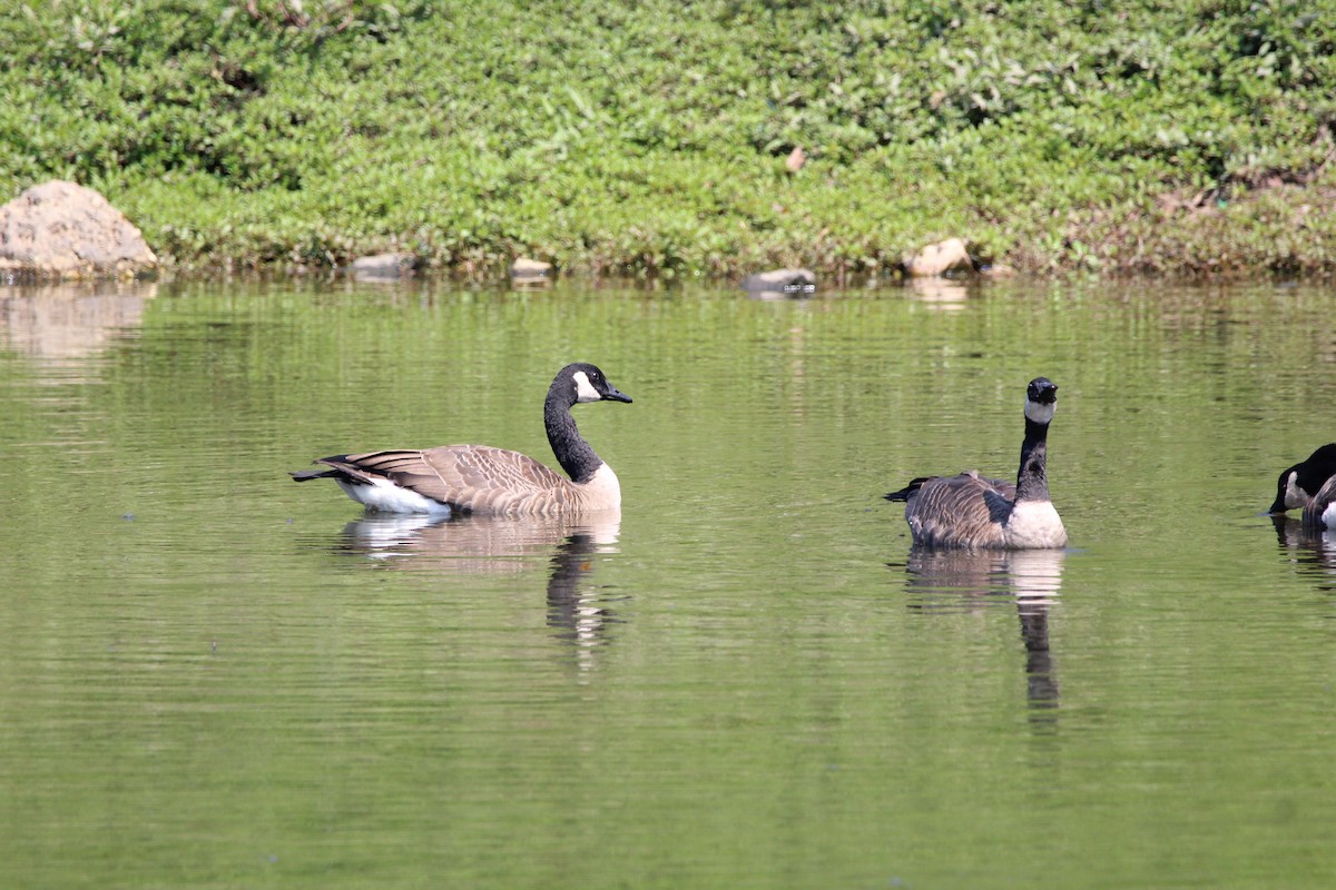 Canada Goose - ML646482132
