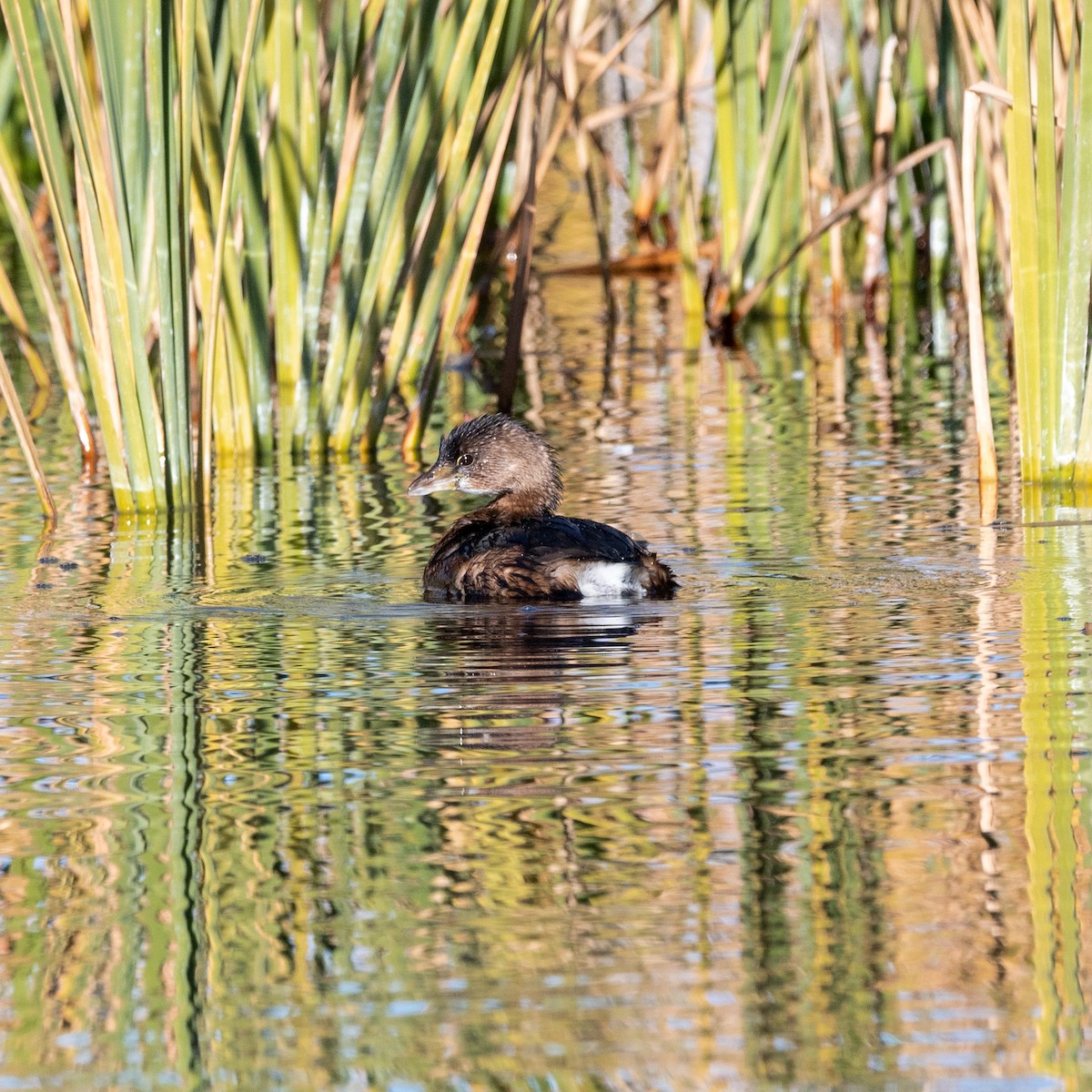 Zampullín Picogrueso - ML646482135