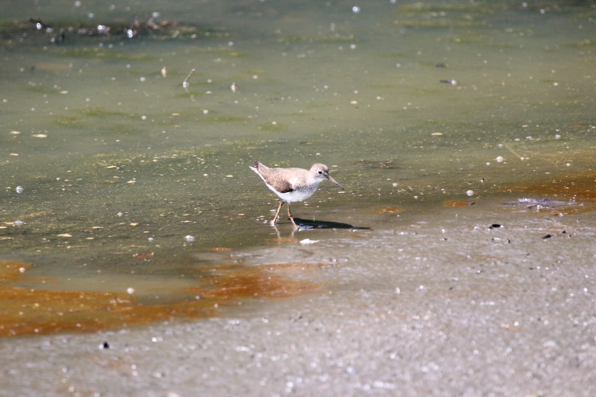 Solitary Sandpiper - ML646482136