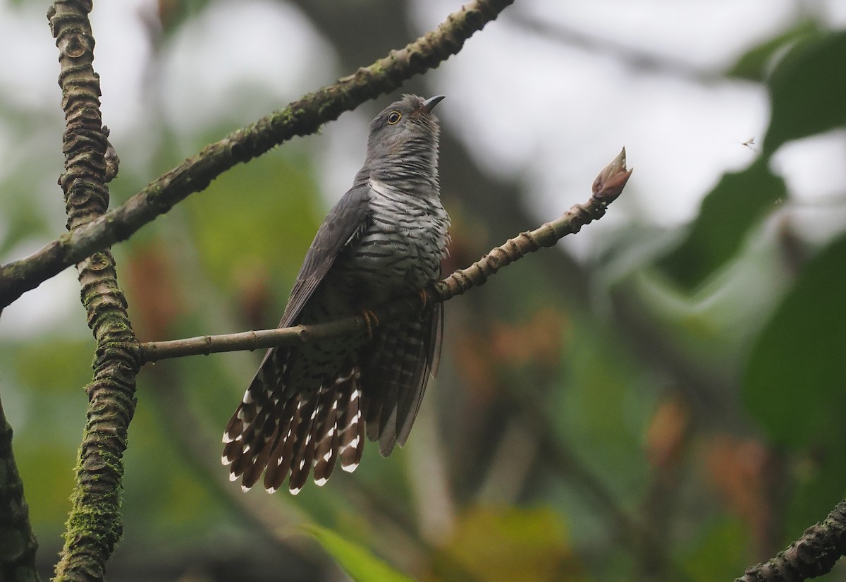 Gackelkuckuck - ML646482138