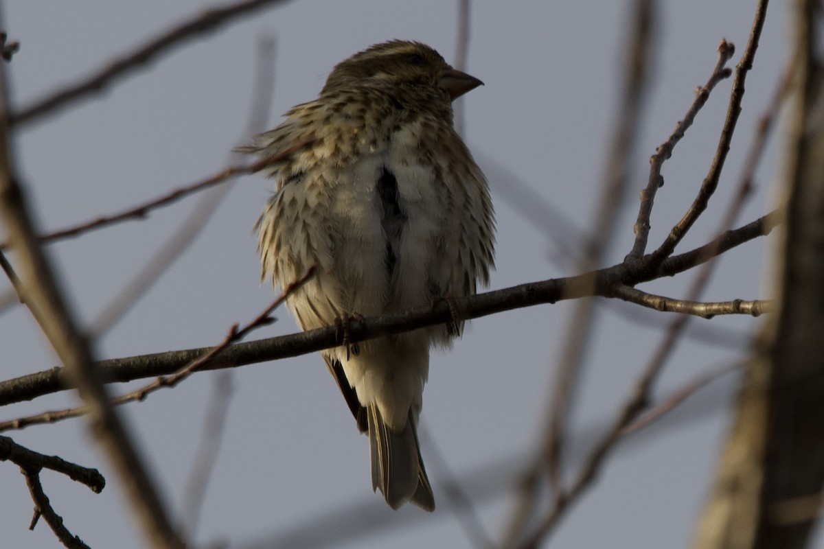 purpurfink - ML646482140