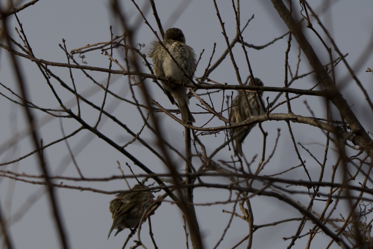 purpurfink - ML646482141