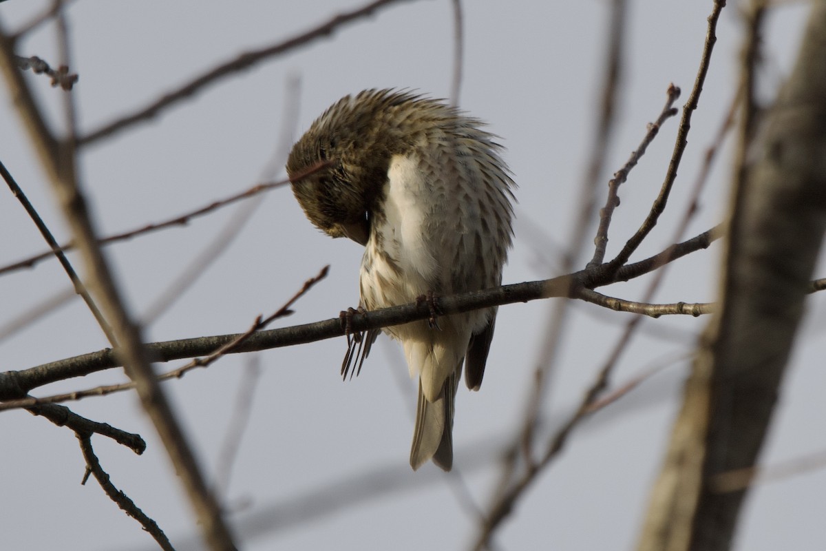 purpurfink - ML646482142