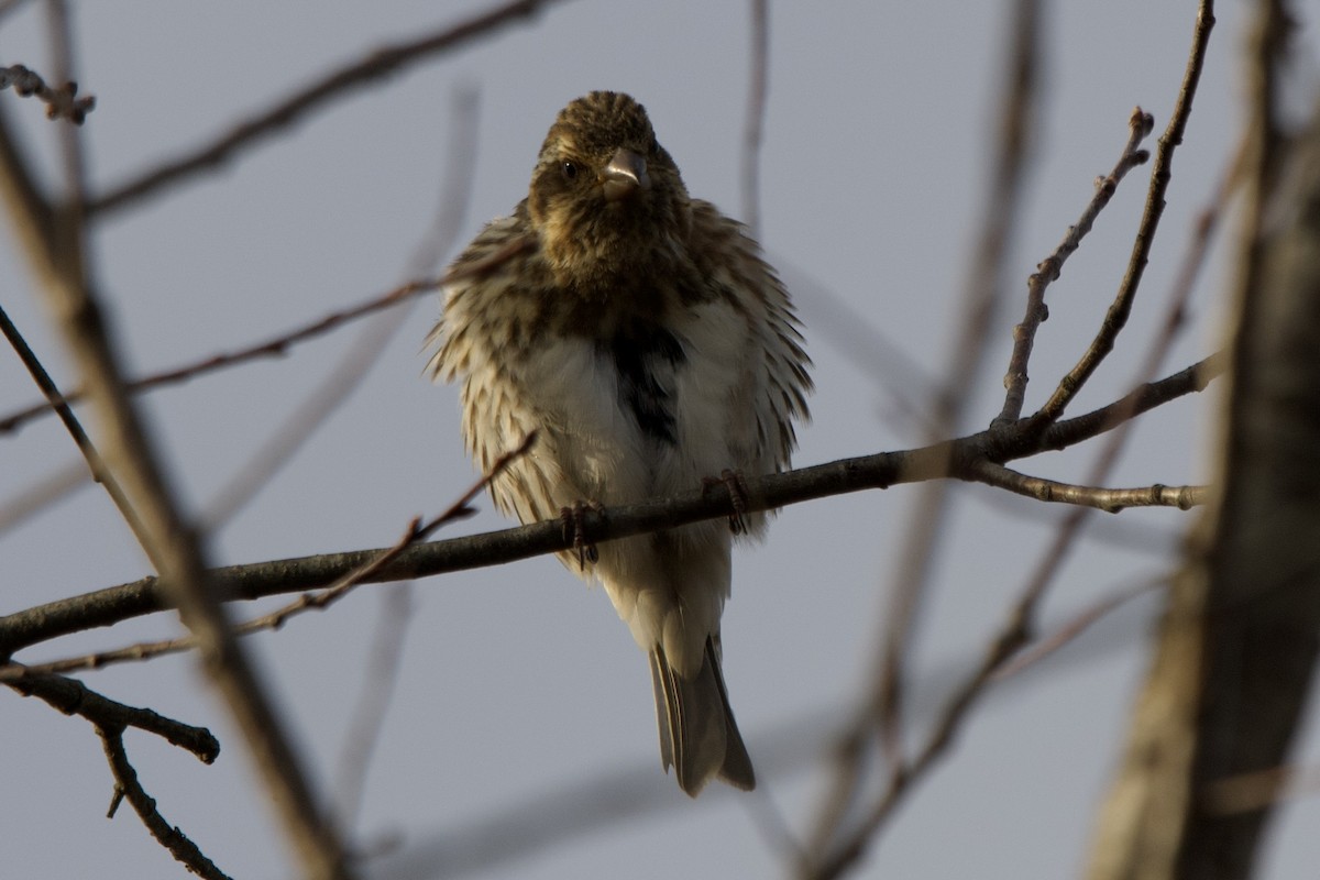 purpurfink - ML646482143