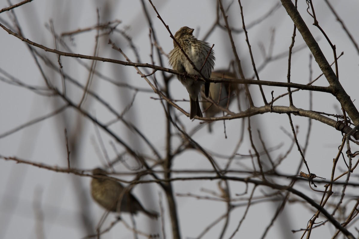 purpurfink - ML646482144