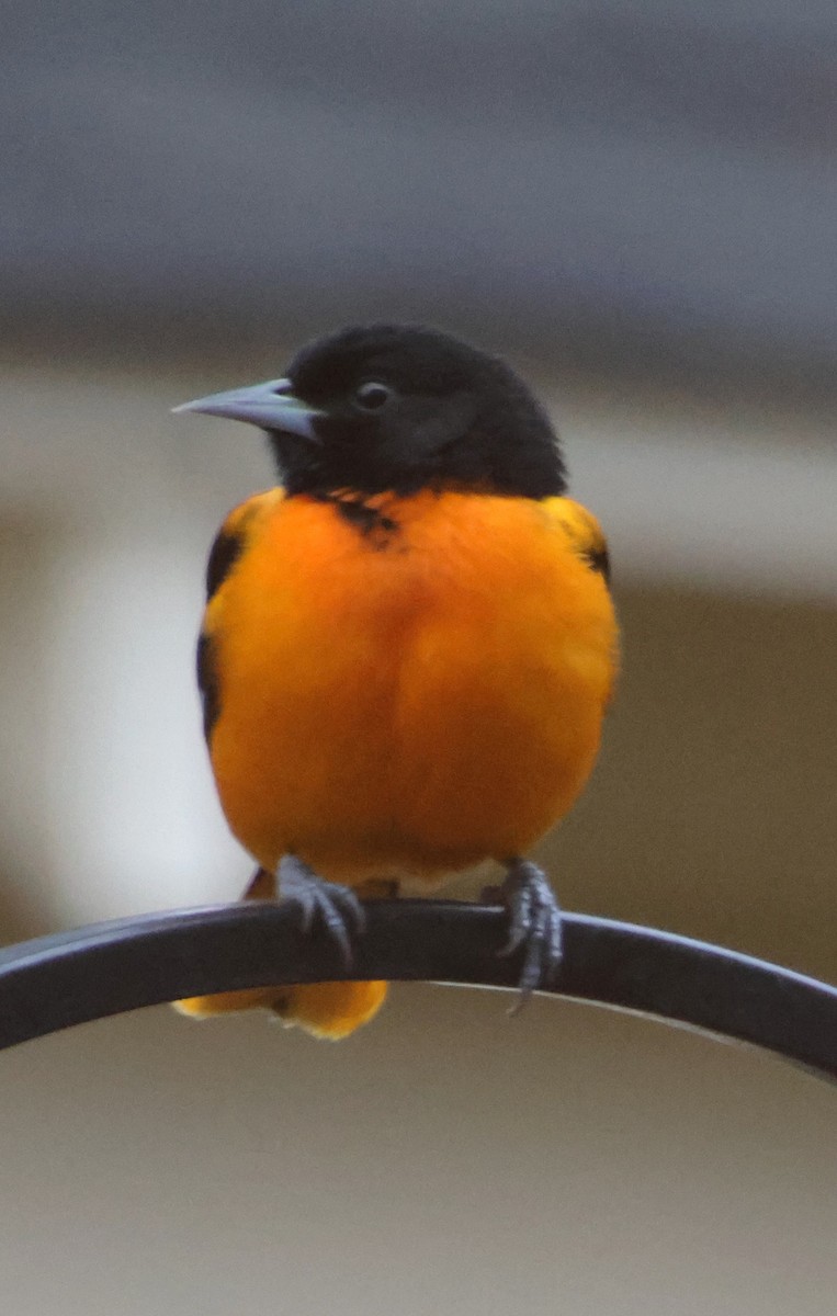 Балтиморский трупиал - ML646482145