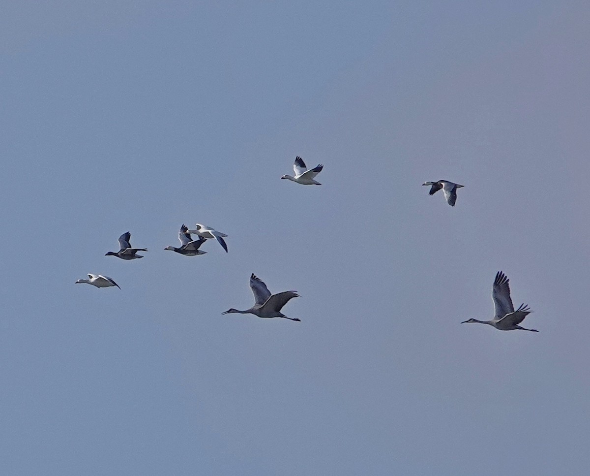 Snow Goose - ML646482147