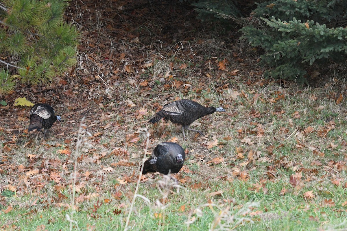 火雞 - ML646482150