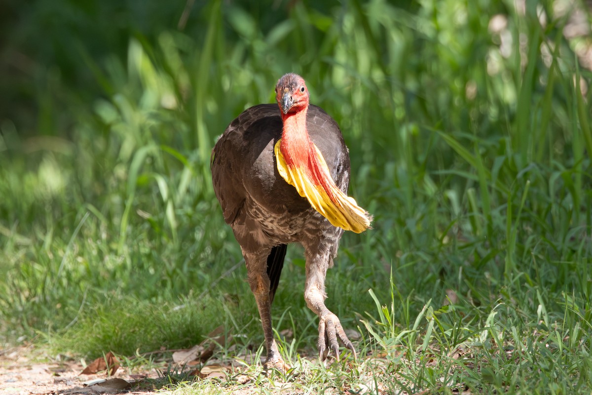 tabon brunátný - ML646482155