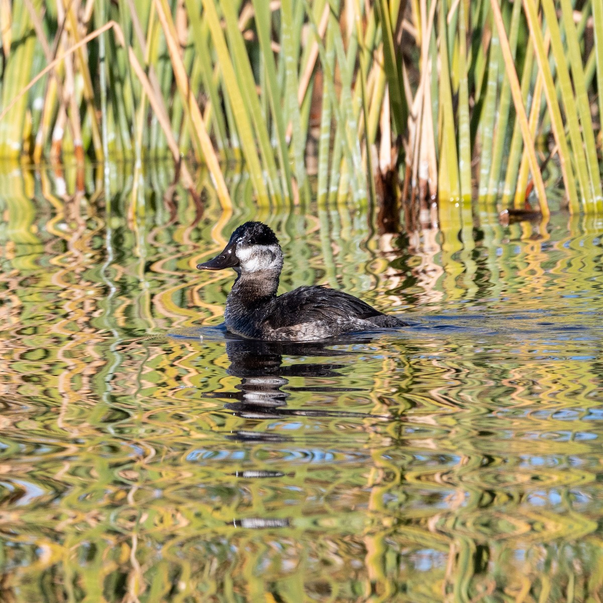 Malvasía Canela - ML646482156