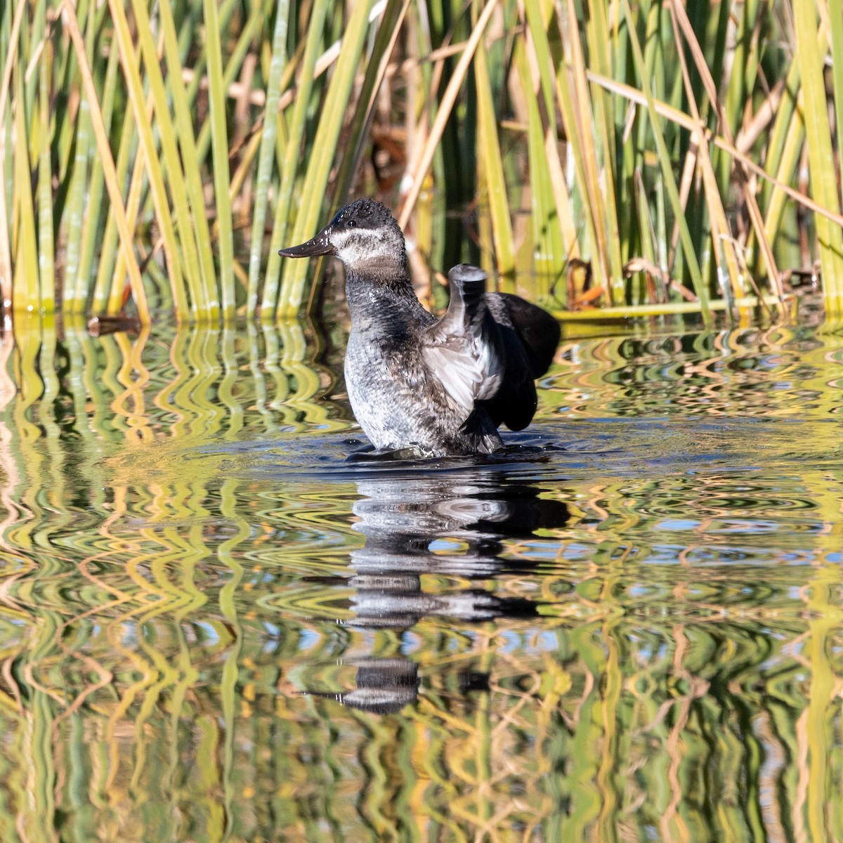 Malvasía Canela - ML646482157