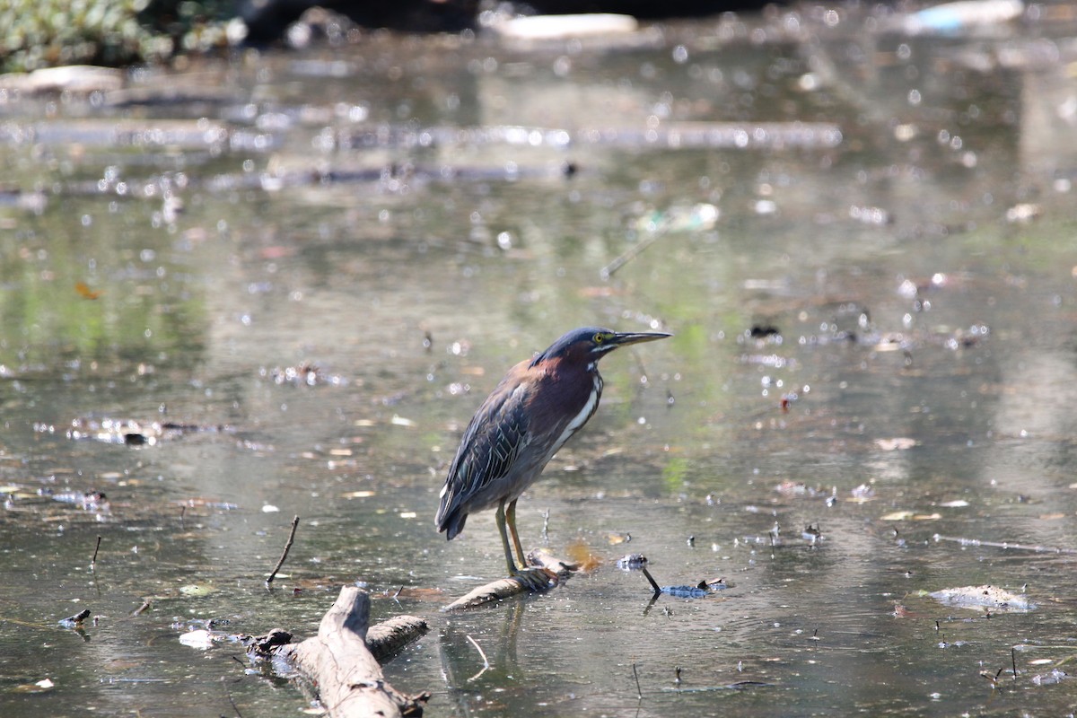 Green Heron - ML646482158